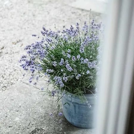 Gaestehaus בית הארחה